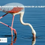 aves migratorias en la albufera los flamencos