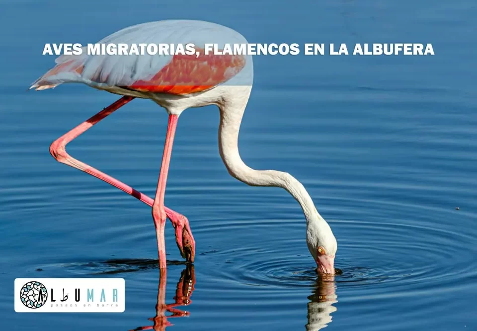 aves migratorias en la albufera los flamencos
