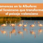 los flamencos en la albufera