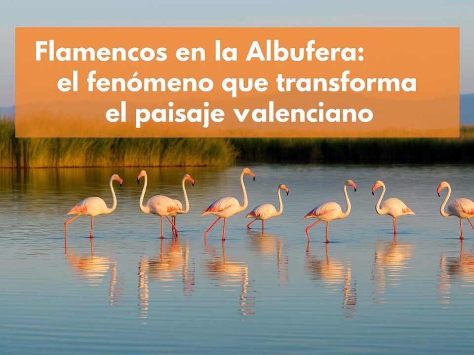 los flamencos en la albufera